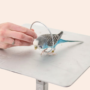 Parrot Training Courses
